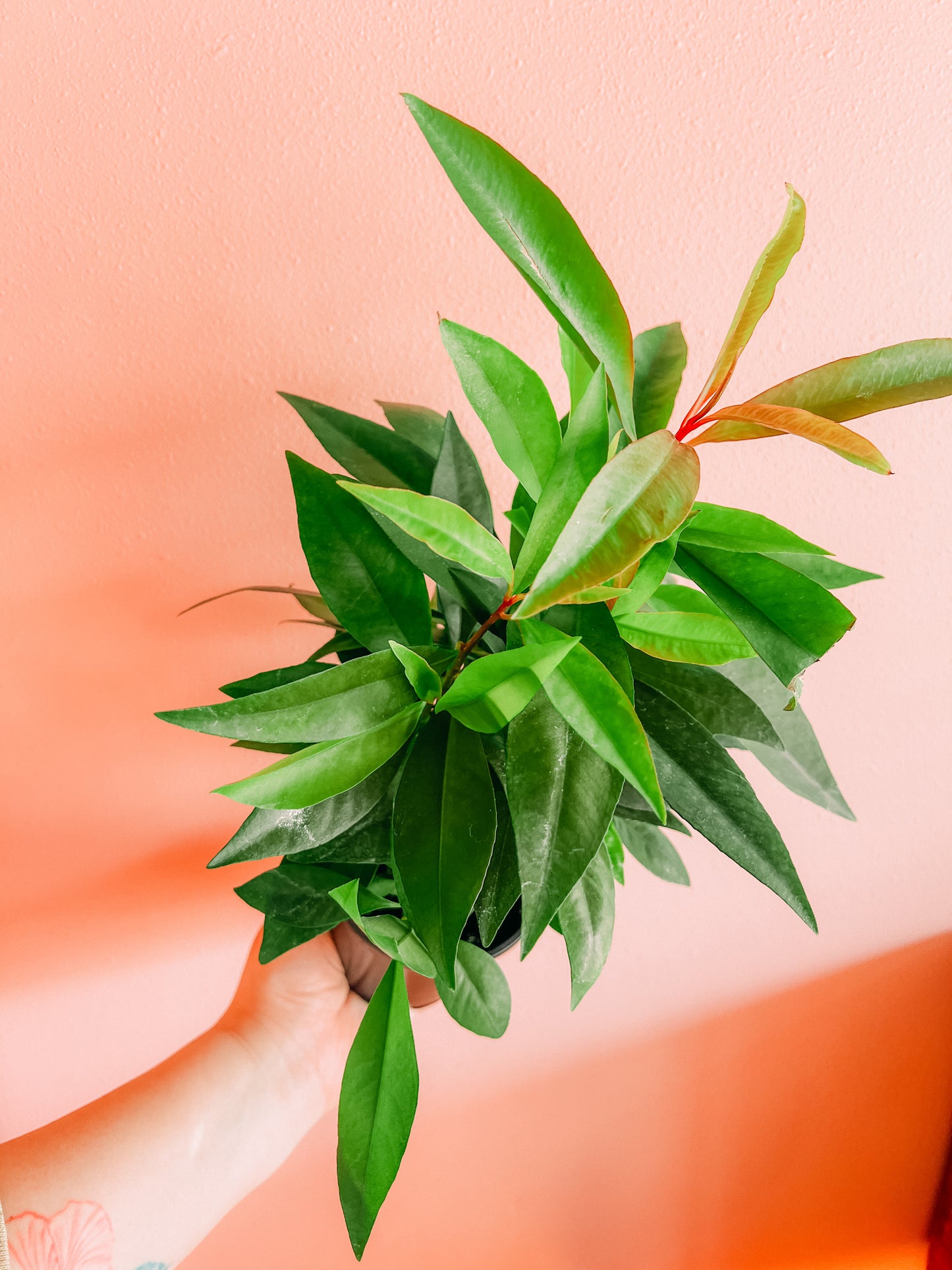 Leather handmade purse/ Bolsa de piel artesanal