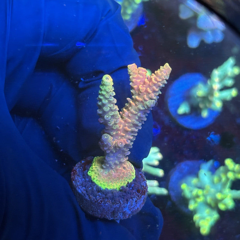 Leather handmade purse/ Bolsa de piel artesanal